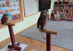 Zdjęcie dwóch sów