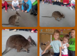 Spotkanie z kangurem