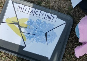 Ułożone puzzle - hiacynt