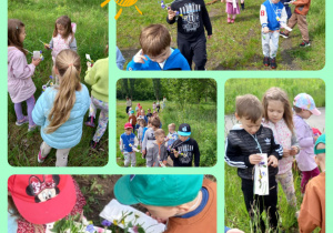 Dzieci z Montessoriaków zbierają rośliny do zielników.
