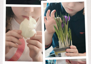 Dzieci oglądają wiosenne kwiaty