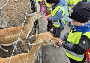 Dzieci karmią zwierzęta