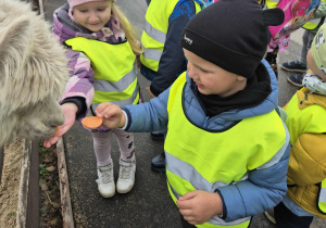 Sensorki karmią marchweką alpaki