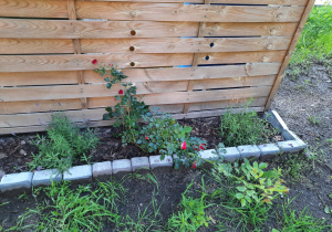 Róża ogrodowa pod płotem panelowym