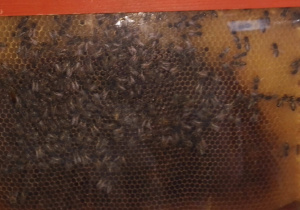 Pszczoły za szklaną szybą