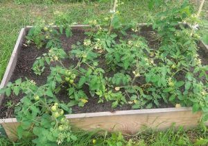 Pomidory zielone w skrzyniach w ogrodzie przedszkolnym