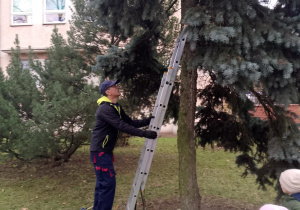 Pan Jacek ustawia drabinę przy drzewie