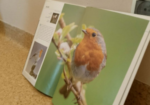 Ilustracja przedstawiająca rudzika zwyczajnego