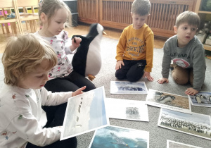 Dzieci oglądają ilustracje przedstawiające pingwiny