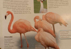 Flamingi w książce przyrodniczej o ptakach