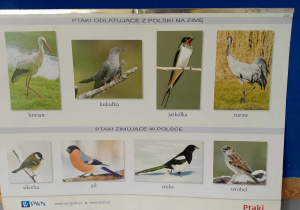 Plakat z ptakami odlatującymi na zimę z Polski i zimującymi w Polsce