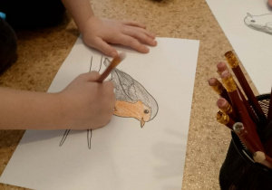 Dziecko koloruje obrazek rudzika