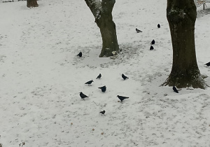 Gawrony i kawki w ogrodzie przedszkolnym zimą