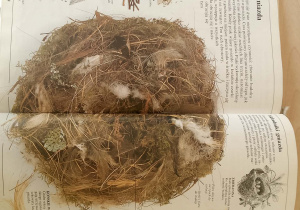 Ilustracja w książce - z czego ptaki budują gniazda